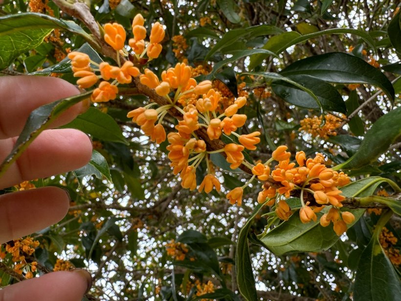 沢山の小さなオレンジの金木犀の花